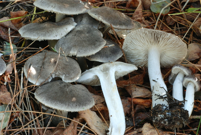 uscita prima della nevicata